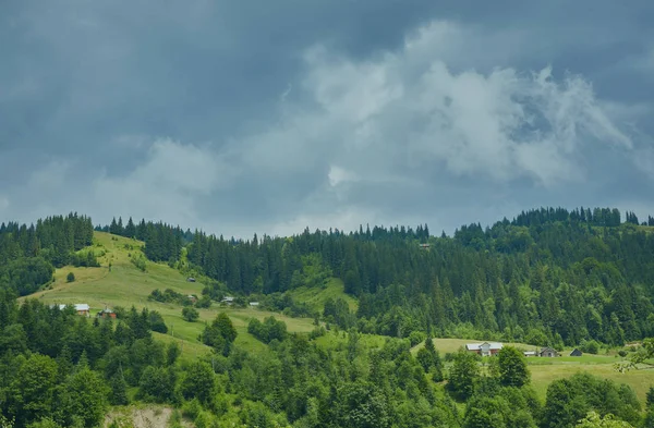 Skog i fjällen — Stockfoto