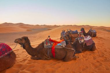 Sahara çöl kumulları geçmekte karavan