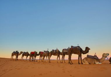 Sahara çöl kumulları geçmekte karavan