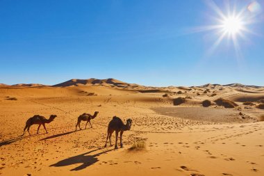 kameel caravan gaan door de duinen in de Saharawoestijn