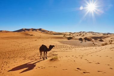 kameel caravan gaan door de duinen in de Saharawoestijn