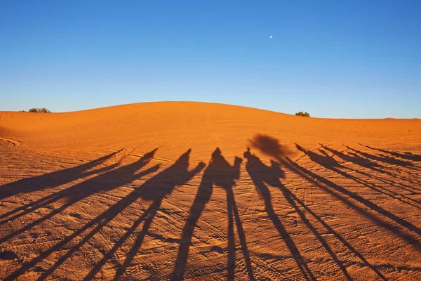 Kameel caravan gaan door de duinen in de Saharawoestijn — Stockfoto