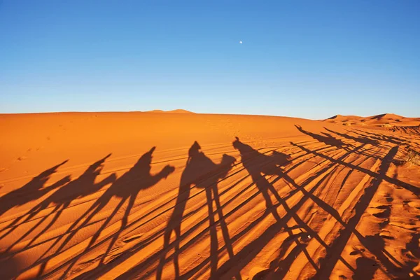 サハラ砂漠の大砂丘でラクダのキャラバンのシルエット, — ストック写真