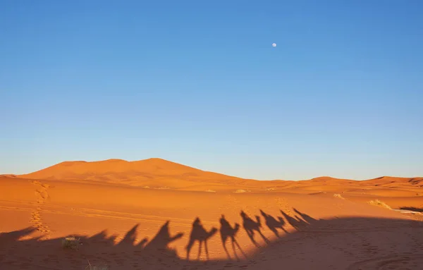 Caravana de camellos atravesando las dunas del desierto del Sahara — Foto de Stock