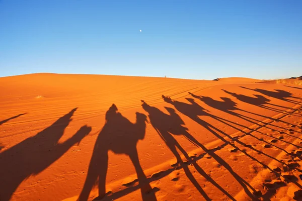 Silhouette of camel caravan in big sand dunes of Sahara desert, — Stock Photo, Image