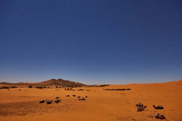 Campamento en el desierto del Sahara en la noche con la luna como estrella — Foto de Stock