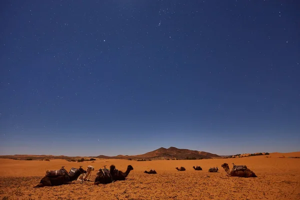 Campamento en el desierto del Sahara en la noche con la luna como estrella — Foto de Stock