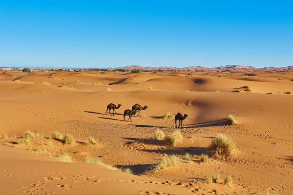 Kamelkarawane auf dem Weg durch die Sanddünen der Sahara-Wüste — Stockfoto