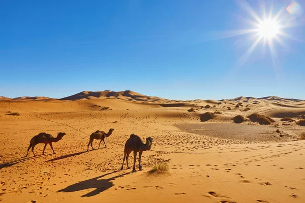 Camel caravane traversant les dunes de sable dans le désert du Sahara — Photo