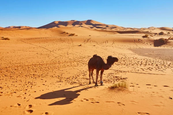 Caravan going through the sand dunes in the Sahara Desert — Stock Photo, Image