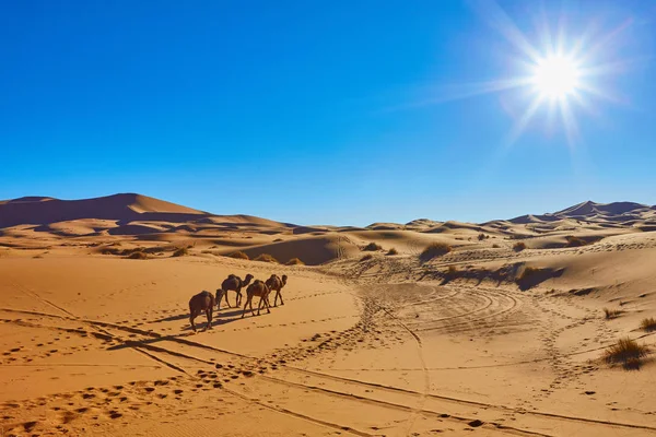 Cammello carovana che attraversa le dune di sabbia nel deserto del Sahara — Foto Stock