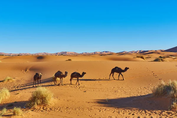 Caravan going through the sand dunes in the Sahara Desert — Stock Photo, Image