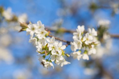 beyaz çiçek çiçek açması bir ağaç dalı