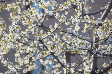 beyaz çiçek çiçek açması bir ağaç dalı