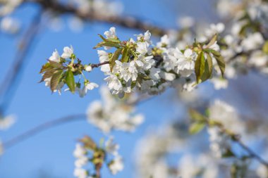 beyaz çiçek çiçek açması bir ağaç dalı