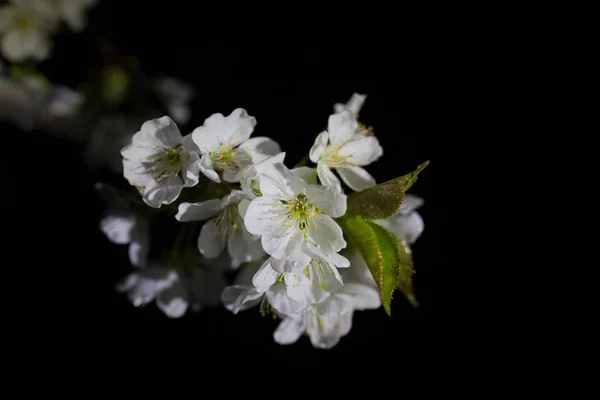 Branch with apricot flowers — Stock Photo, Image