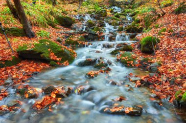 Sarı ağaç bitki örtüsü ve orman kayalara sonbahar creek koruyu