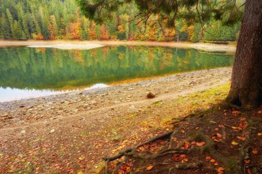 Ormanla çevrili güzel Synevyr göl.