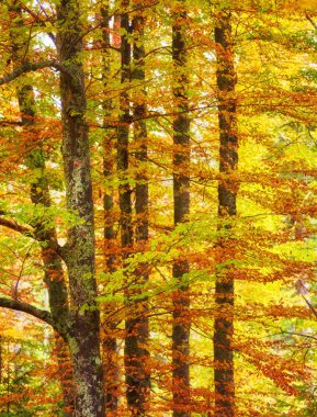 sarı yaprakların arka plan dokusu