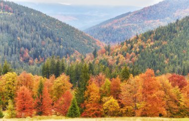 Güzel Renkli Sonbahar Yaprakları Koleksiyonu