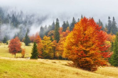 Güzel Renkli Sonbahar Yaprakları Koleksiyonu