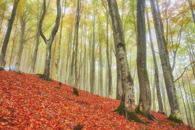 Orman iz sonbahar günü dağlarda.