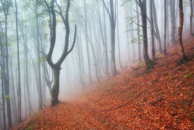 Autumn landscape in foggy wood clipart