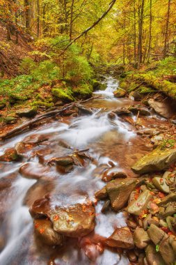 Sarı ağaç bitki örtüsü ve orman kayalara sonbahar creek koruyu