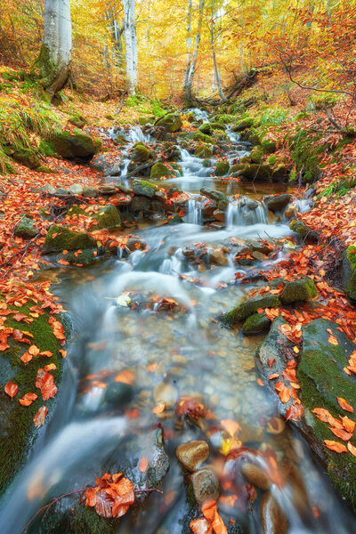 Autumn creek woods with yellow trees foliage and rocks in forest