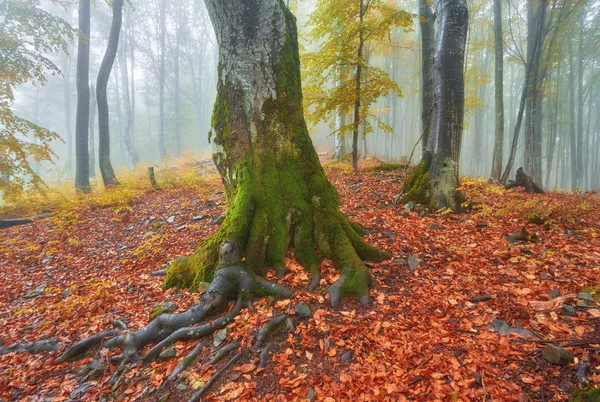 在有雾的木材的秋景 — 图库照片