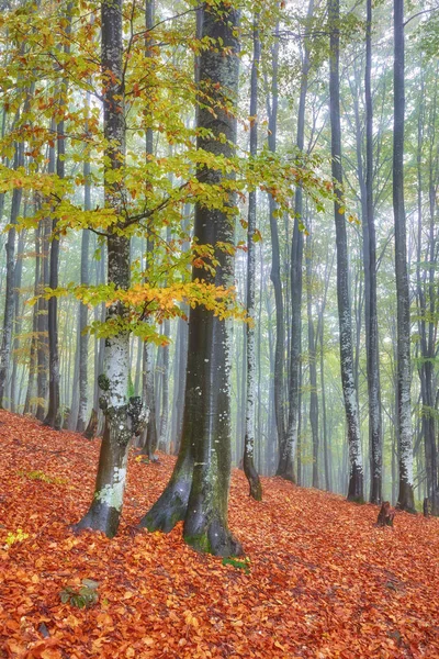 Sentiero forestale in montagna il giorno d'autunno . — Foto Stock