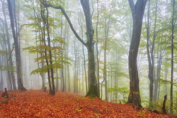 Paisagem de outono em madeira nebulosa — Fotografia de Stock