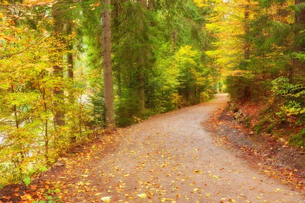 Cesta podzimním lesem — Stock fotografie