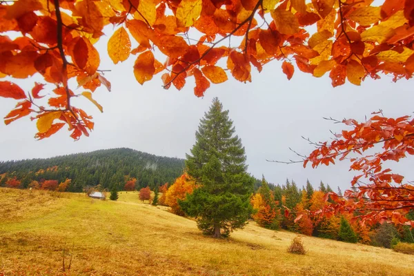 Paisaje Bonita fantasía Bosque con arroyo en un otoño dorado . — Foto de Stock