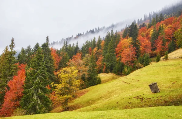 Colección de hermosas hojas coloridas de otoño — Foto de Stock