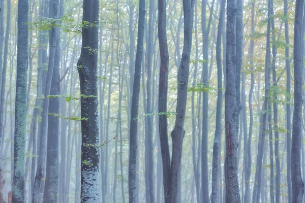 Orman iz sonbahar günü dağlarda.