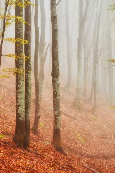 Paesaggio autunnale in legno nebbioso — Foto Stock