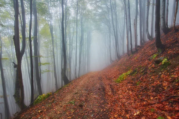 Φθινοπωρινό τοπίο στην ομίχλη ξύλο — Φωτογραφία Αρχείου