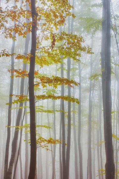 Jesienny krajobraz w mglisty drewna — Zdjęcie stockowe