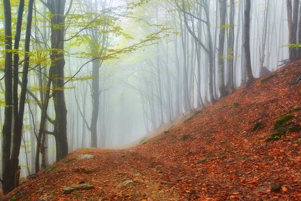 Leśną w górach na jesienny dzień. — Zdjęcie stockowe