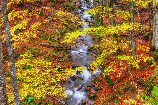 Outono creek madeiras com árvores amarelas folhagem e rochas na floresta — Fotografia de Stock
