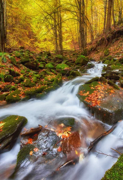 Hösten stream i skogen, guld hösten europeiska landskapet — Stockfoto