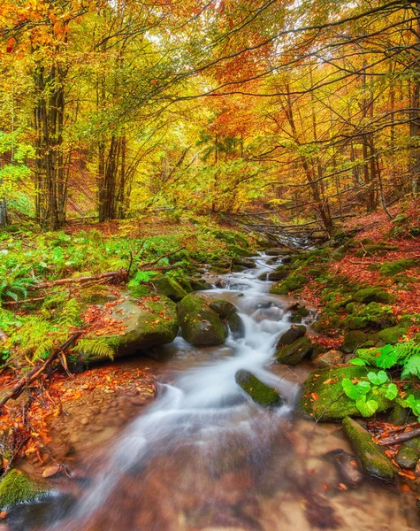 Herbst Bachwälder mit gelben Bäumen Laub und Felsen im Wald — Stockfoto