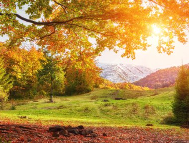 sarı yaprakların arka plan dokusu