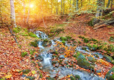 Orman, altın sonbahar Avrupa peyzaj sonbahar stream