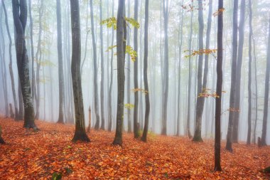 Orman iz sonbahar günü dağlarda.