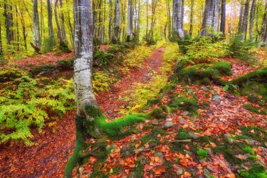Manzara güzel fantezi orman ile altın bir Güz creek.
