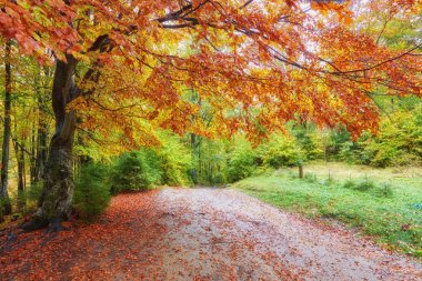 Sonbahar ormanının içinden geçen yol