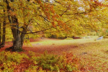 Güzel Renkli Sonbahar Yaprakları Koleksiyonu