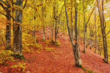 Güzel Renkli Sonbahar Yaprakları Koleksiyonu